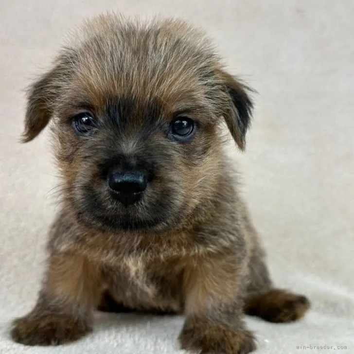 ID：2306-02116の子犬