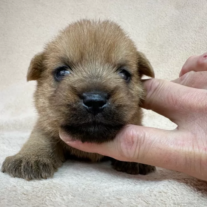 ID：2403-03393の子犬