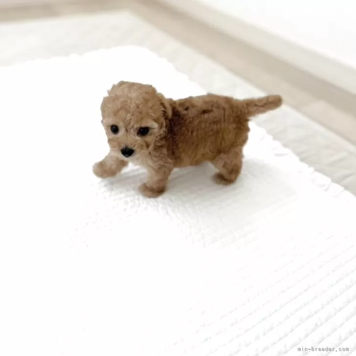 ID:2508-01089の子犬