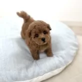タイニープードル