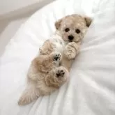 タイニープードル