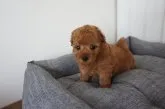 タイニープードル【富山県・男の子・2019年5月10日・レッド】の写真1