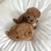 タイニープードル【富山県・男の子・2024年7月9日・レッド】の写真4