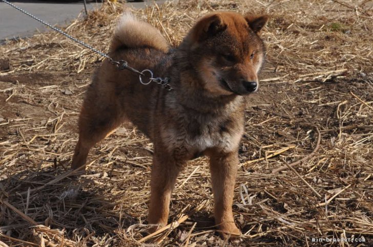 赤胡麻毛柴　平成29年8月生まれ　稀少価値の柴犬　我が家では初めてのことです。｜常盤　賢次(ときわ　けんじ)ブリーダー(栃木県・柴犬・日本犬保存会登録)の紹介写真3