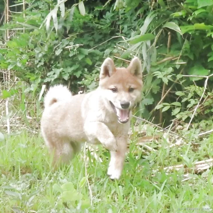 柴犬(標準サイズ)【栃木県・男の子・2025年3月22日・赤】の写真1「元気いっぱい。きれいなオスの赤柴になります。」
