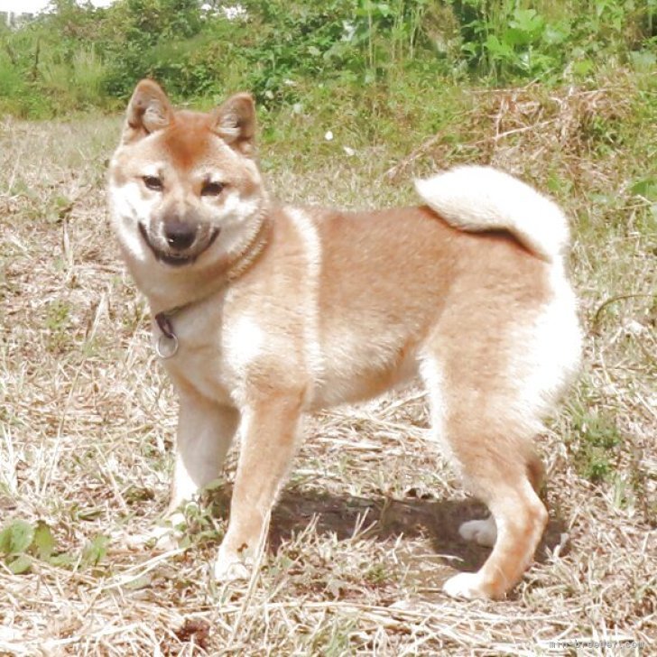 ブリーダー画像