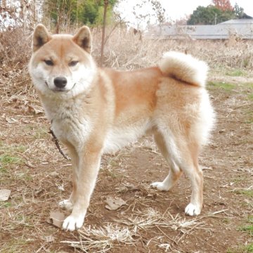 柴犬(標準サイズ)【栃木県・男の子・2025年3月22日・赤】の写真「気性もよく元気一杯、赤柴のきれいなオスの子です。」