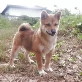 柴犬(標準サイズ)