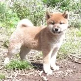 柴犬(標準サイズ)