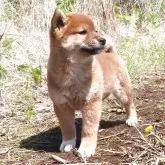 柴犬(標準サイズ)