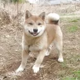 柴犬(標準サイズ)