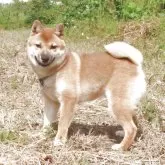 柴犬(標準サイズ)