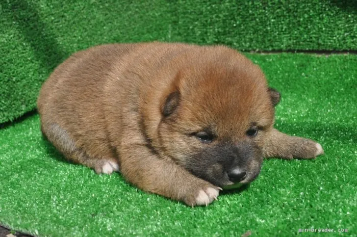 TJ 様のお迎えした子犬