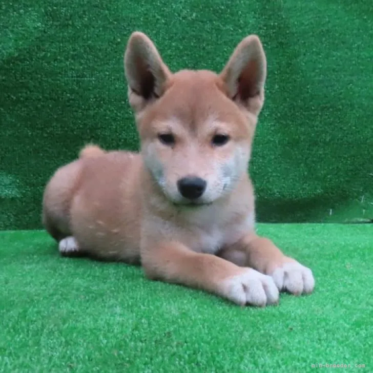 えいちゃん 様のお迎えした子犬