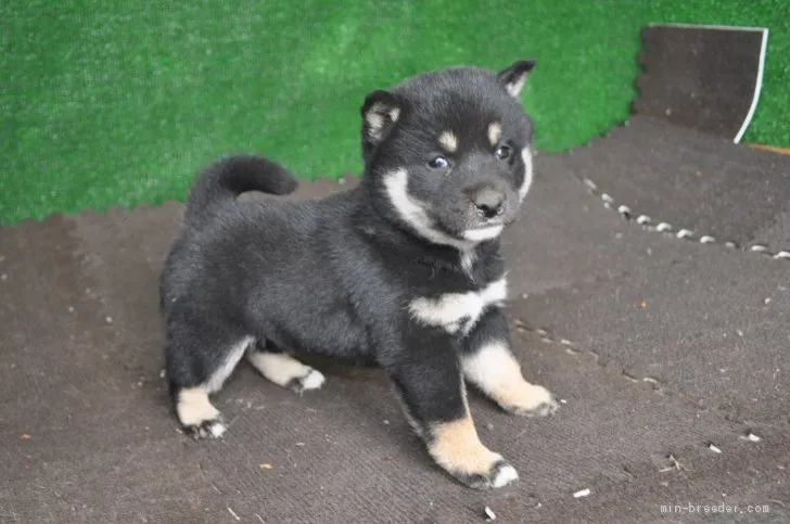ID:1905-01988の子犬