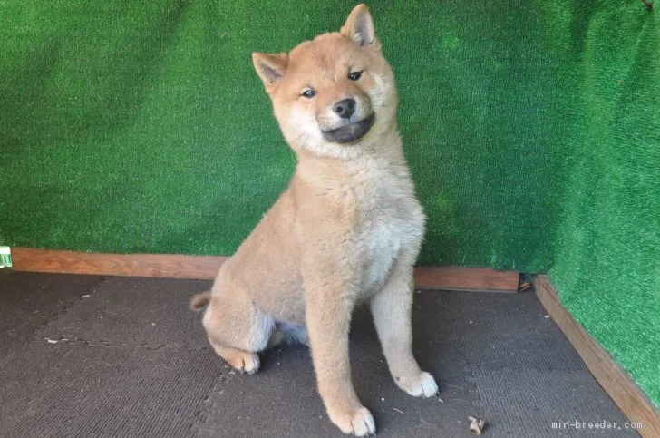 きっくんきっくん 様のお迎えした子犬