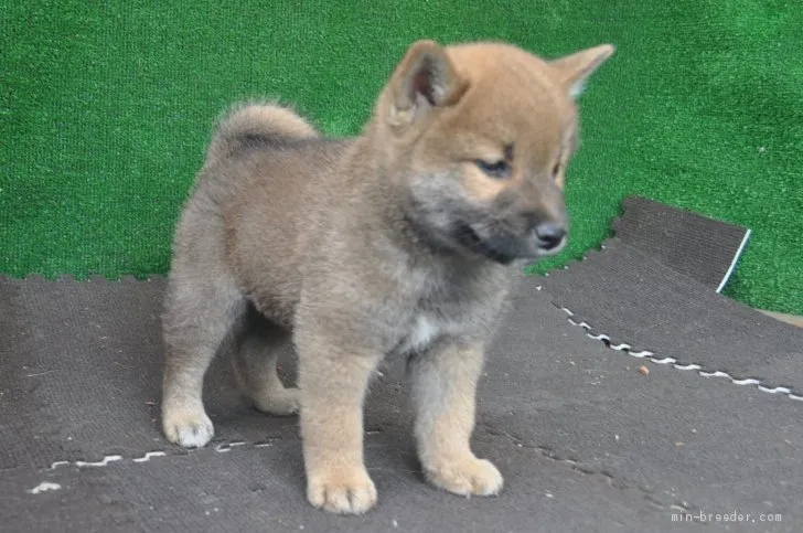ID：1907-00252の子犬