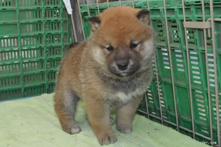 柴犬(標準サイズ)【栃木県・女の子・2018年2月5日・赤】の写真1「3/12撮影」