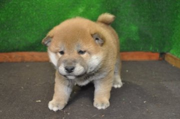 柴犬(標準サイズ)【栃木県・男の子・2019年12月7日・赤】の写真「赤毛のきれいなオスの子です。」