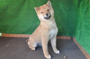 柴犬(標準サイズ)【栃木県・男の子・2019年9月18日・赤】の写真「赤毛のきれいなオスの子です。」