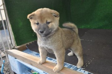 柴犬(標準サイズ)【栃木県・男の子・2019年9月21日・赤】の写真「赤毛のきれいなオスの子です。」