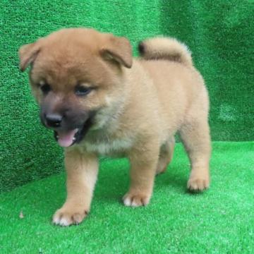 柴犬(標準サイズ)【栃木県・男の子・2022年7月31日・赤】の写真「赤毛のきれいなオスの子です。」