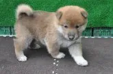 柴犬(標準サイズ)【栃木県・男の子・2018年8月14日・赤】の写真1「9/12撮影　生後29日」