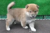 柴犬(標準サイズ)【栃木県・男の子・2018年8月14日・赤】の写真3「9/12撮影　生後29日」