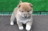 柴犬(標準サイズ)【栃木県・男の子・2018年8月14日・赤】の写真4「9/12撮影　生後29日」