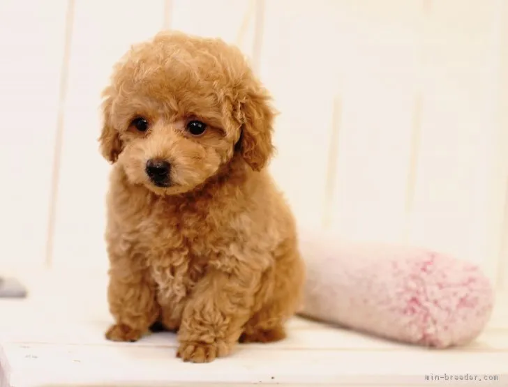 ID：1806-01175の子犬