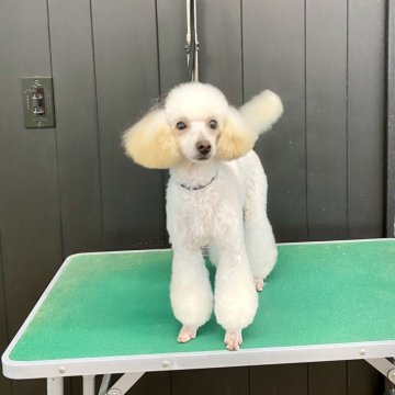 トイプードル(タイニー)【北海道・女の子・2023年10月30日・ホワイト】の写真「小ぶりなタイニーサイズの女の子
ベッタリ甘えん坊」