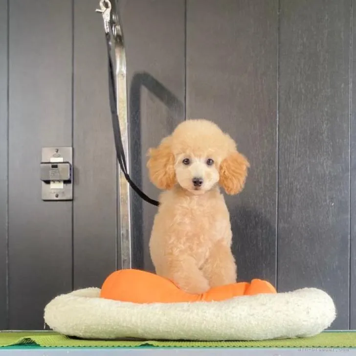 ID:2207-01986の子犬