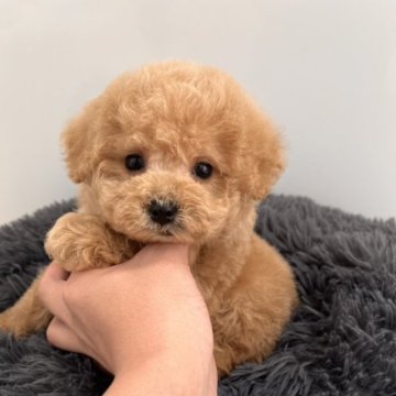 トイプードル(タイニー)【兵庫県・男の子・2022年11月20日・アプリコット】の写真「毛量も多くマズルも短い元気な男の子です！」
