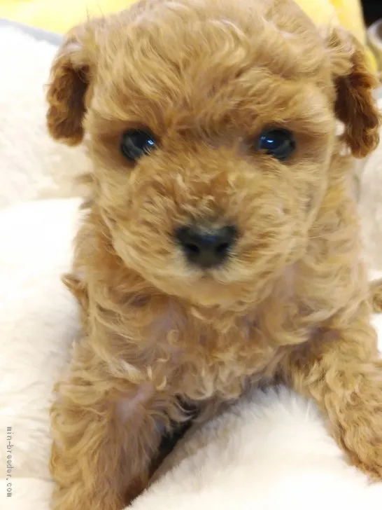 しーちやん 様のお迎えした子犬