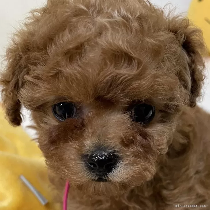 八右衛門 様のお迎えした子犬