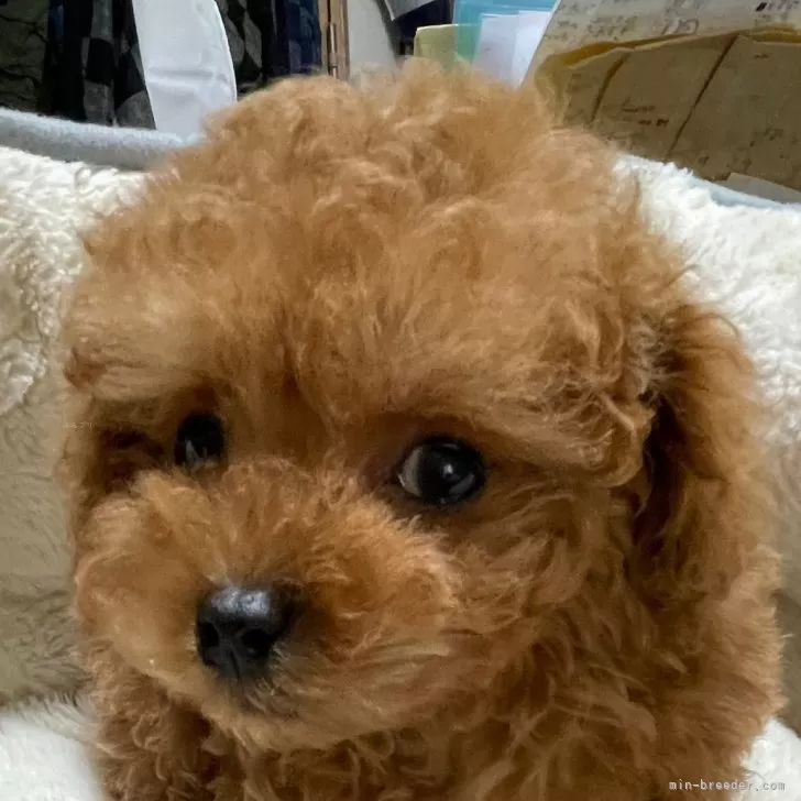 ID:2503-00239の子犬