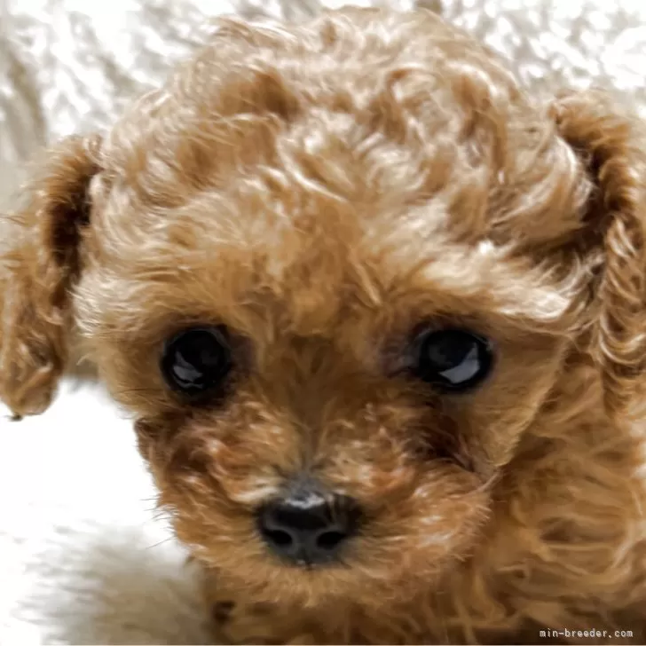 ティーカッププードル【香川県・女の子・2025年9月25日・レッド】の写真1