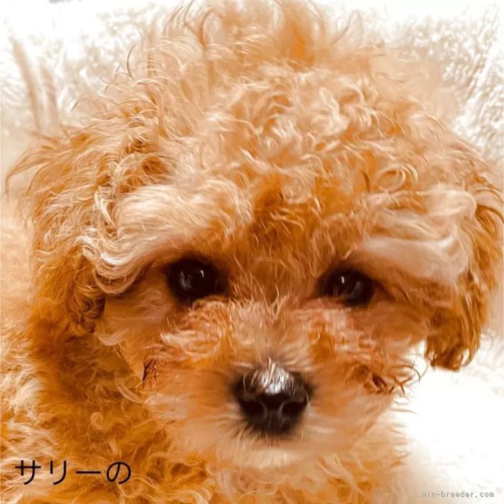 ID:2503-02806の子犬
