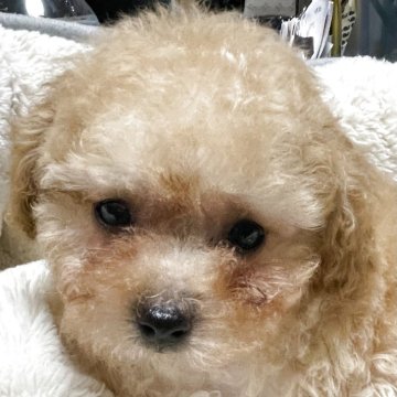 タイニープードル【香川県・男の子・2025年4月2日・アプリコット】の写真「甘えん坊で少しやんちゃな王子様」
