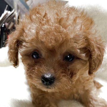 タイニープードル【香川県・男の子・2025年3月23日・アプリコット】の写真「父、母共に3項目の遺伝子検査クリア。」