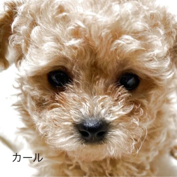 ティーカッププードル【香川県・男の子・2025年4月2日・アプリコット】の写真「小さいけど元気いっぱい」