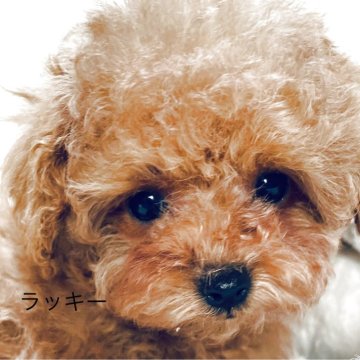 トイプードル(タイニー)【香川県・男の子・2025年1月18日・アプリコット】の写真「元気いっぱい。両親ともに遺伝子検査クリアーです」