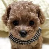 ティーカッププードル