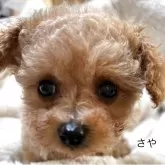 ティーカッププードル