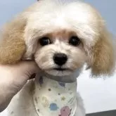 タイニープードル