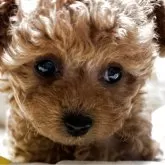 タイニープードル