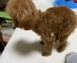 ティーカッププードル【香川県・女の子・2024年4月23日・アプリコット】の写真5