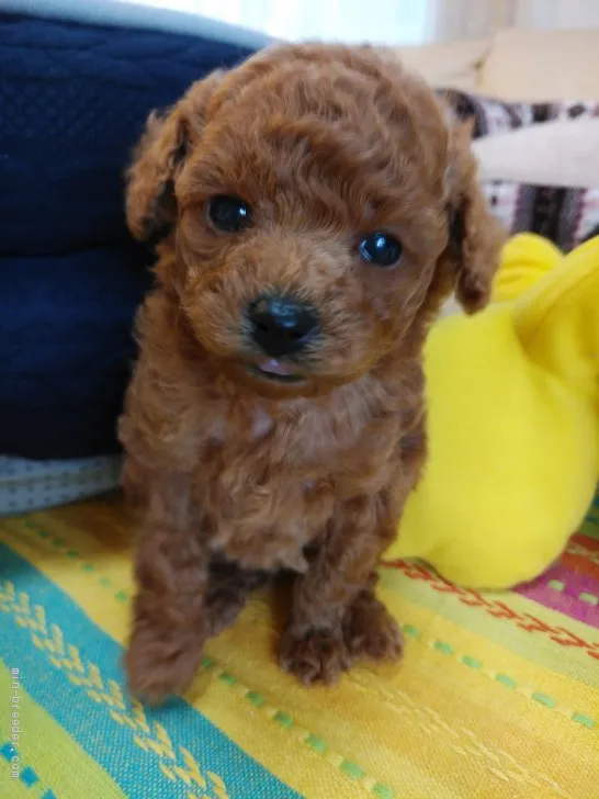 ID：2012-02379の子犬