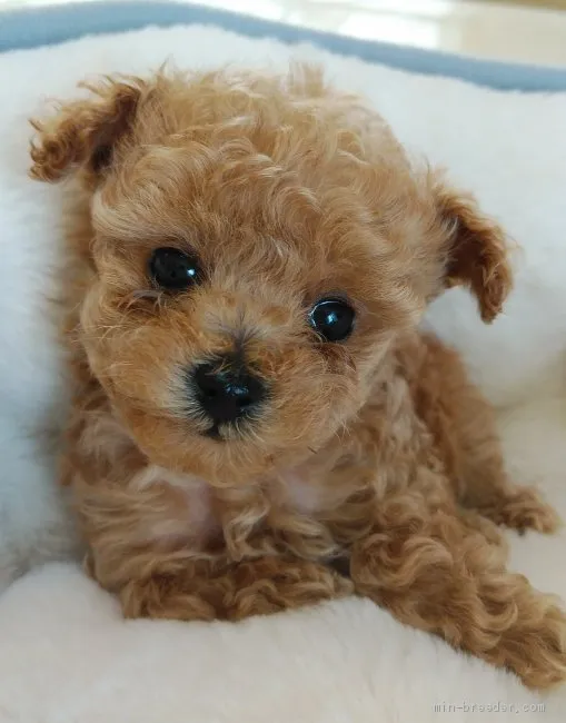 ID:2103-01264の子犬