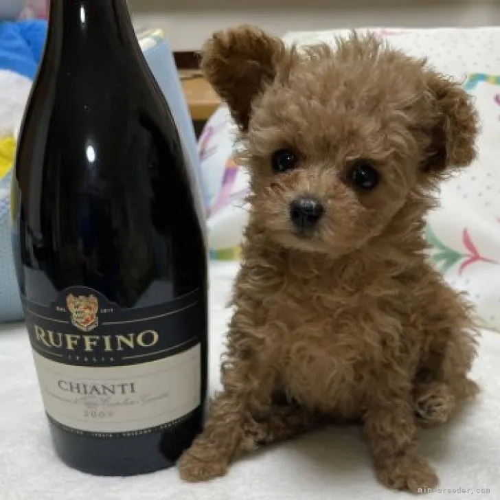 ID:2311-00266の子犬